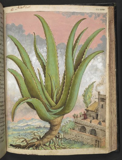 Aloe vera, da 