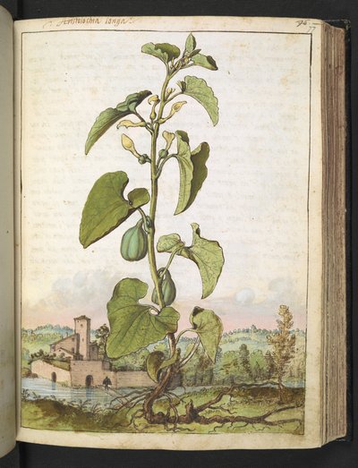 Aristolochia clematitis, da "Paintings of Flora of the Roman States" di Gherardo Cibo da Gherardo Cibo