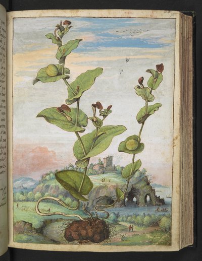 Aristolochia rotunda: Una pianta fruttifera, da "Dipinti della flora degli Stati Romani" di Gherardo Cibo, Add MS 22333, f078r, c.1564-84 da Gherardo Cibo