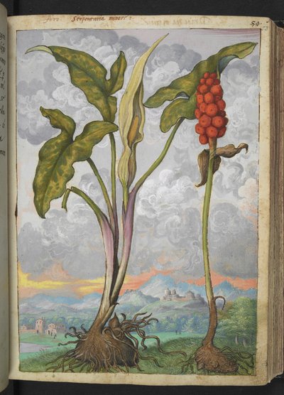Arum italicum, da "Paintings of Flora of the Roman States" di Gherardo Cibo da Gherardo Cibo