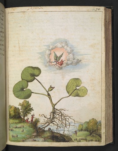 Asarum europaeum, da 