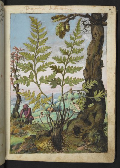 Asplenium adianthum nigrum, da 