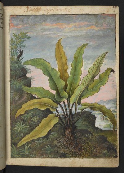 Asplenium scolopendrium, da 