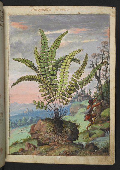 Asplenium trichomanes, da "Paintings of Flora of the Roman States" di Gherardo Cibo da Gherardo Cibo