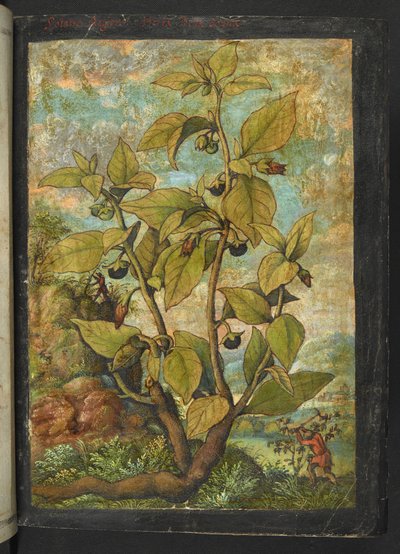 Atropa belladonna, da "Paintings of Flora of the Roman States" di Gherardo Cibo da Gherardo Cibo