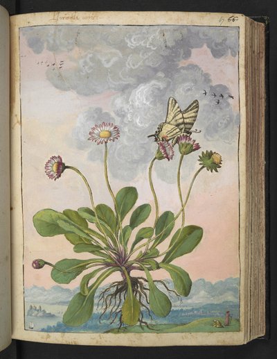 Bellis perennis, da "Paintings of Flora of the Roman States" di Gherardo Cibo da Gherardo Cibo