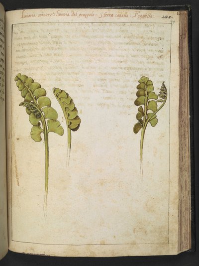 Botrychium lunaria (felce), da "Dipinti della Flora degli Stati Romani" di Gherardo Cibo, Add MS 22333, f149r, c.1564-84 da Gherardo Cibo