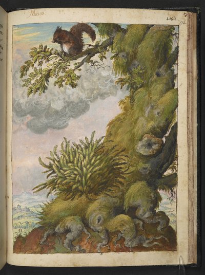 Briofite (muschio) e uno scoiattolo seduto sul ramo di un albero, da "Paintings of Flora of the Roman States" di Gherardo Cibo da Gherardo Cibo