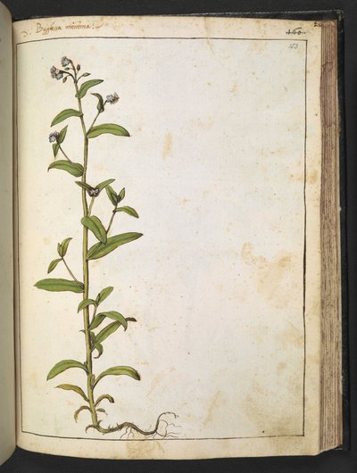 Buglossa, Anchusa azurea (Loddon Royalist), da 