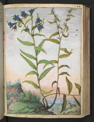 Buglossoides purpurocaerulea, da "Dipinti della flora degli Stati Romani" di Gherardo Cibo, Add MS 22333, f061r, c.1564-84 da Gherardo Cibo