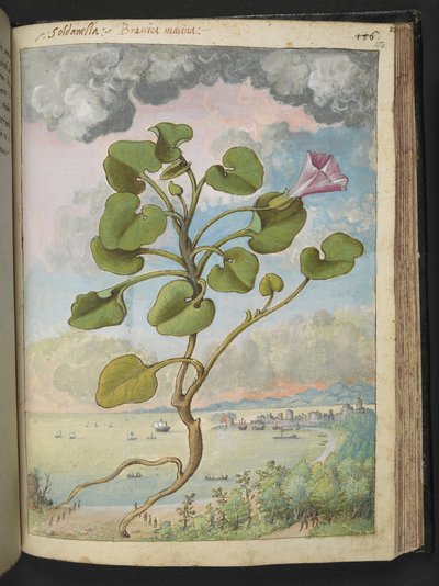 Calystegia soldanella, da "Dipinti della flora degli Stati Romani" di Gherardo Cibo, Add MS 22333, f150r, c.1564-84 da Gherardo Cibo