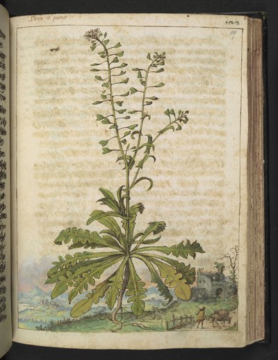 Capsella bursa-pastoris, da 
