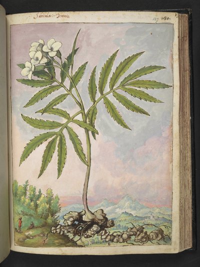 Cardamine heptaphylla, da 