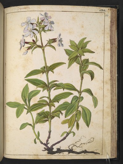 Caryophyllaceae (Saponaria): un genere di piante fiorite della famiglia delle caryophyllaceae, da 
