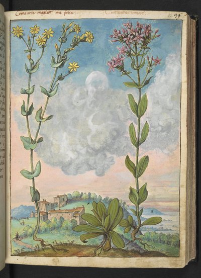 Centaurium erythraea, da 