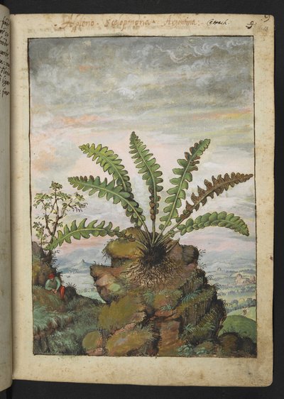 Ceterach officinarum, da "Paintings of Flora of the Roman States" di Gherardo Cibo da Gherardo Cibo