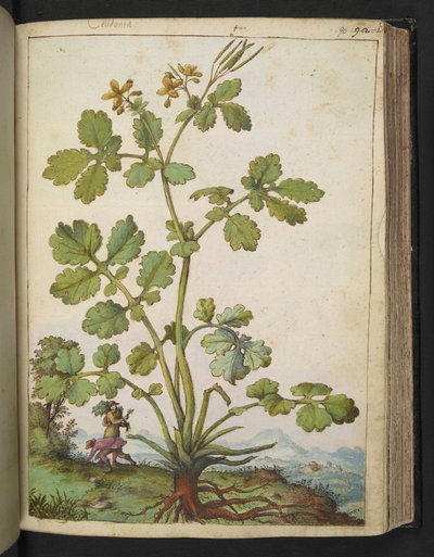 Chelidonium majus, da 