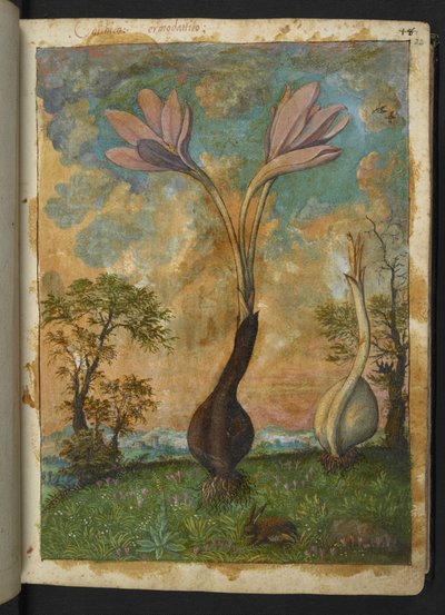Colchicum autumnale, da "Paintings of Flora of the Roman States" di Gherardo Cibo da Gherardo Cibo