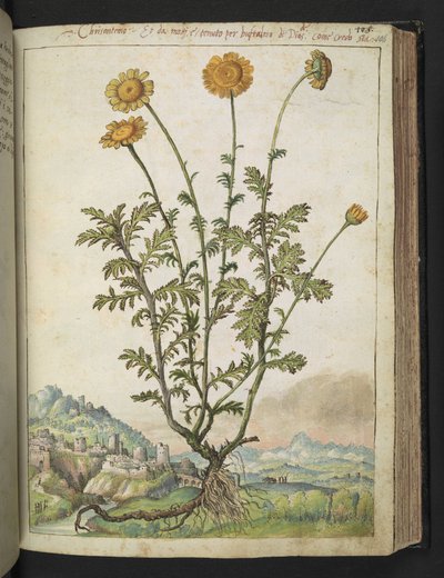 Cota tinctoria, da "Dipinti della flora degli Stati Romani" di Gherardo Cibo, Add MS 22333, f106r, c.1564-84 da Gherardo Cibo