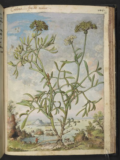 Crithmum maritimum, possibilmente Crithmum, da 