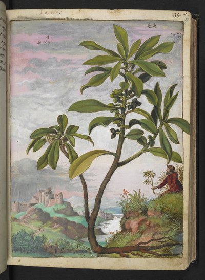 Daphne laureola, da "Paintings of Flora of the Roman States" di Gherardo Cibo da Gherardo Cibo
