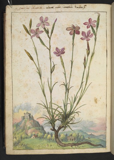 Dianthus longicaulis: Una pianta con petali rosa, da 