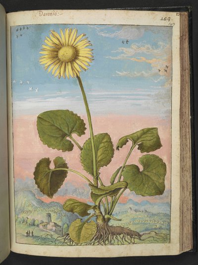 Doronicum austriacum: Una pianta con un fiore giallo, da 