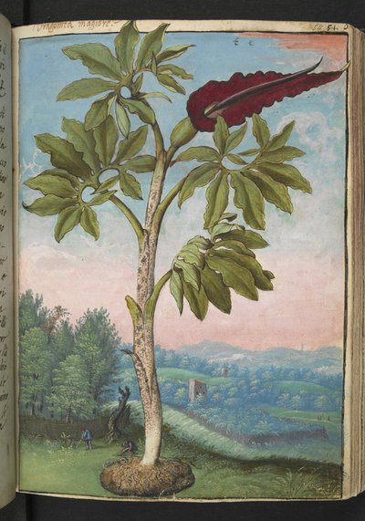 Dracunculus vulgaris, da "Paintings of Flora of the Roman States" di Gherardo Cibo da Gherardo Cibo