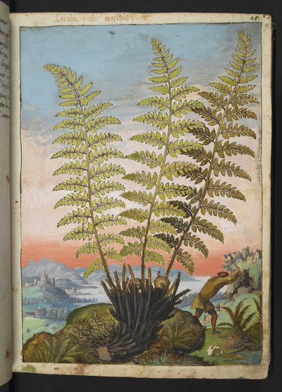 Dryopteris filix mas: Una felce, da "Paintings of Flora of the Roman States" di Gherardo Cibo da Gherardo Cibo
