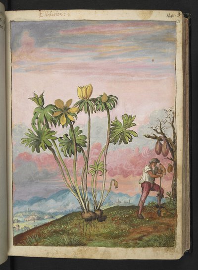 Eranthis hyemalis, da "Paintings of Flora of the Roman States" di Gherardo Cibo da Gherardo Cibo