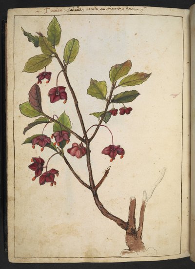 Euonymus europaeus (Fusaggine europea): una pianta con petali rossi, da 