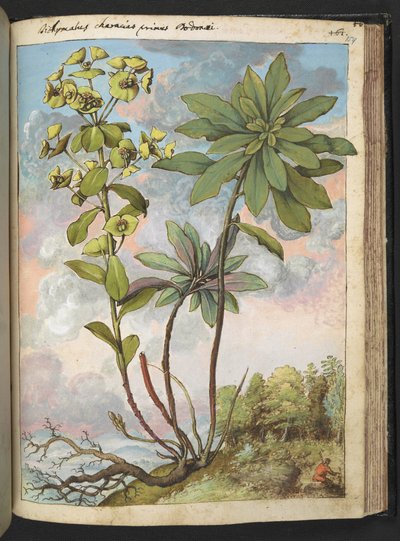 Euphorbia amygdaloides o Euphorbia characias, da "Dipinti della Flora degli Stati Romani" di Gherardo Cibo, Add MS 22333, f154r, c.1564-84 da Gherardo Cibo