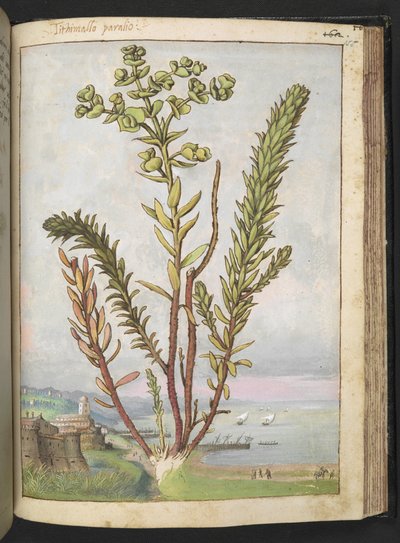 Euphorbia paralias, da 
