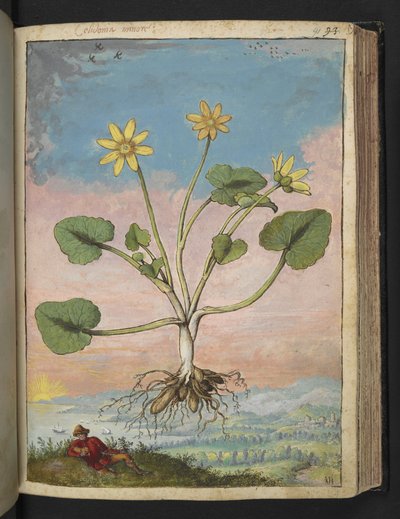 Ficaria verna, da 