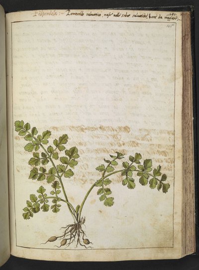 Filipendula, da "Dipinti della Flora degli Stati Romani" di Gherardo Cibo, Add MS 22333, f145r, c.1564-84 da Gherardo Cibo