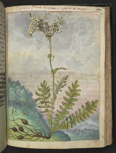 Filipendula vulgari, da "Dipinti della flora degli Stati Romani" di Gherardo Cibo, Add MS 22333, f146r, c.1564-84 da Gherardo Cibo