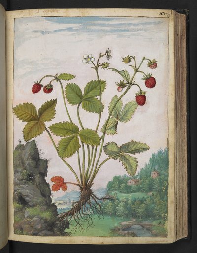Fragaria vesca, da 