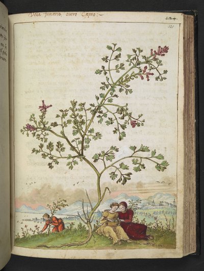 Fumaria gaillardotii, da "Dipinti della flora degli Stati Romani" di Gherardo Cibo da Gherardo Cibo