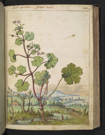 Geranium rotundifolium: Una pianta con fiori rosa, da "Dipinti della flora degli Stati Romani" di Gherardo Cibo da Gherardo Cibo