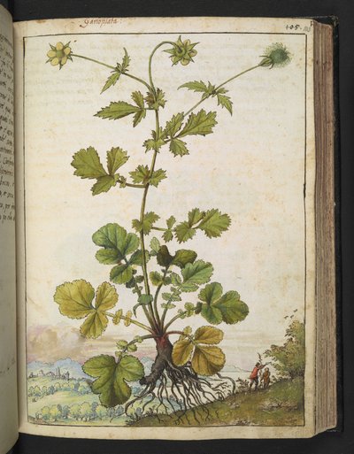 Geum urbanum, da "Dipinti della Flora degli Stati Romani" di Gherardo Cibo, Add MS 22333, f103r, c.1564-84 da Gherardo Cibo