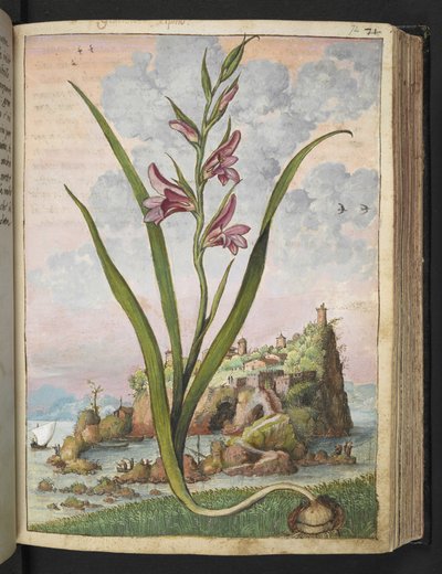 Gladiolus Italicus, da "Dipinti della flora degli Stati Romani" di Gherardo Cibo, Add MS 22333, f072r, c.1564-84 da Gherardo Cibo