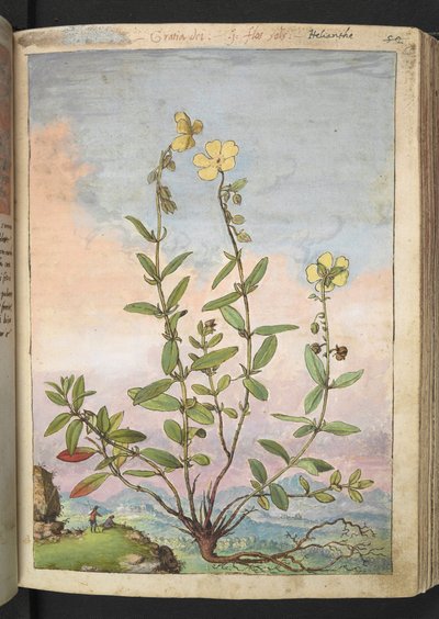 Helianthemum nummularium, da "Paintings of Flora of the Roman States" di Gherardo Cibo da Gherardo Cibo