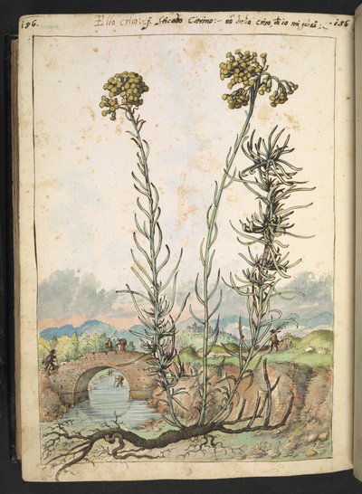 Helichrysum italicum: una pianta con boccioli gialli, da 