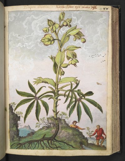 Helleborus foetidus, da "Paintings of Flora of the Roman States" di Gherardo Cibo da Gherardo Cibo