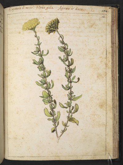 Canapa acquatica (genere Eupatorium), forse Vetturina, da "Dipinti della Flora degli Stati Romani" di Gherardo Cibo, Add MS 22333, f166r, c.1564-84 da Gherardo Cibo