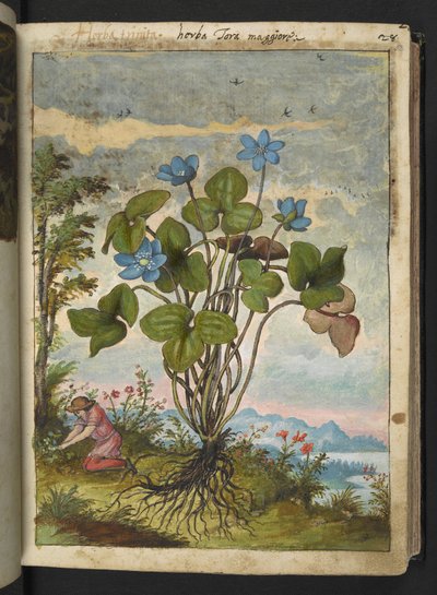 Hepatica nobilis: una pianta con petali blu e una persona che scava o prende talee, da "Dipinti della flora degli Stati Romani" di Gherardo Cibo da Gherardo Cibo