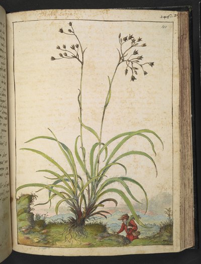 Herba Luccia, da "Dipinti della flora degli Stati Romani" di Gherardo Cibo da Gherardo Cibo