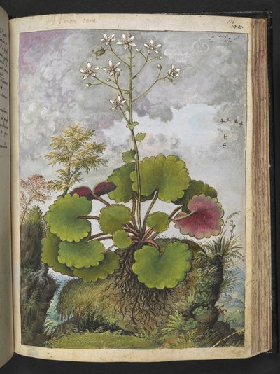 Herba rora: pianta con petali bianchi, da 