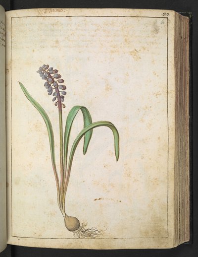 Hyacinthus, da "Paintings of Flora of the Roman States" di Gherardo Cibo da Gherardo Cibo