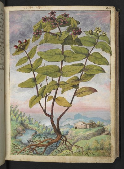 Hypericum hircinum, da "Dipinti della flora degli Stati Romani" di Gherardo Cibo da Gherardo Cibo